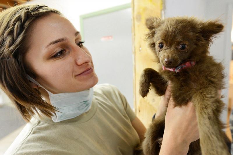 Female veterinarian with brown puppy Veterinarian holding dog